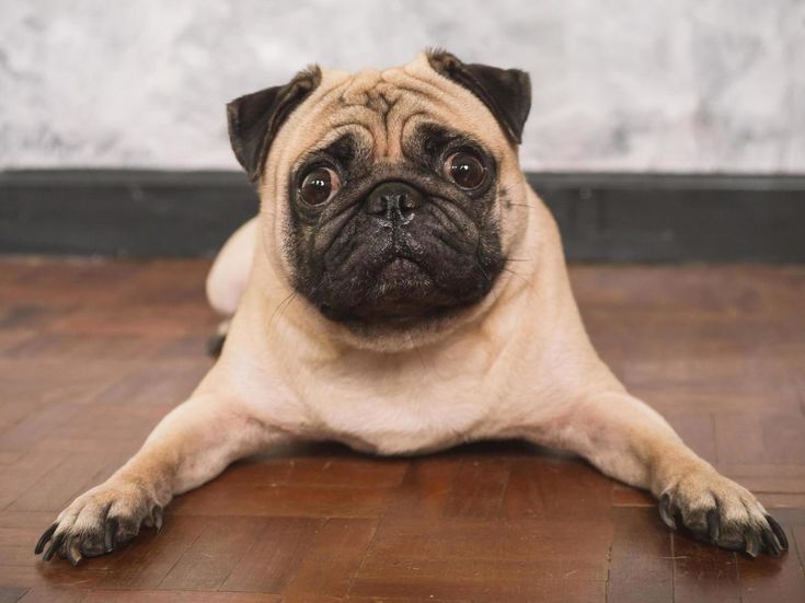 Best Pet Home in 2025