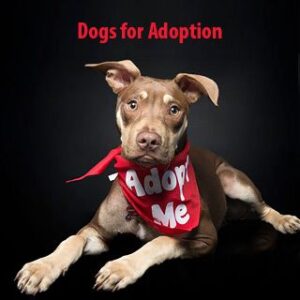 How Much Does It Cost to Adopt a Dog