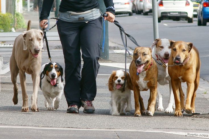 “How Much to Pay Pet Sitter”