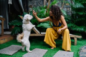 Pet training