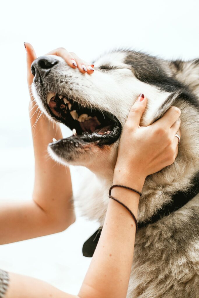 How to Pet a Dog