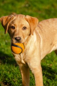 Best spots to pet a dog