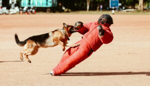Pet sitting charges
