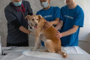 Pet health