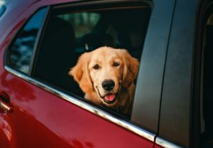 Pet Travel