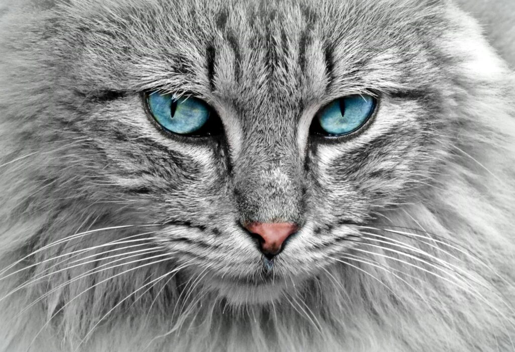 Pet Zone