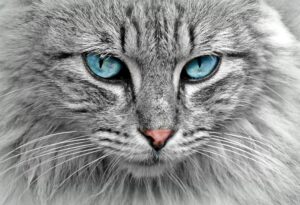 Pet Zone