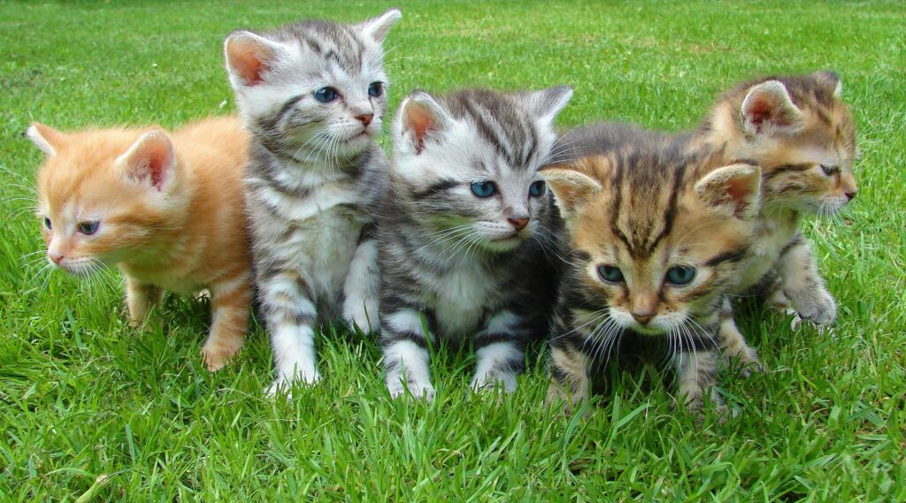 Healthy pet care