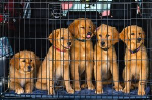 Pet safety