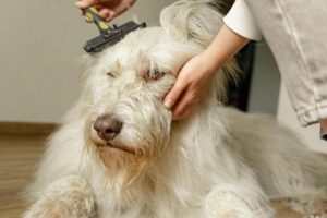 Pet grooming
