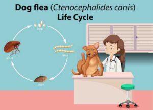 up illustration of a flea on a pet’s skin