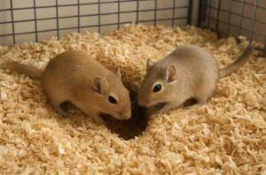 Gerbils are energetic
