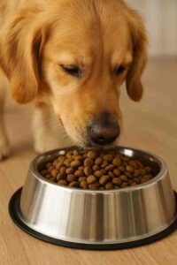 Problems with Orijen Dog Food
