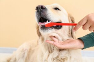 Pet Dental Disease