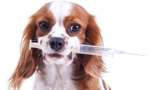 Dog Vaccinations Near Me: Proven Ways to Keep Your Pet Safe & Healthy