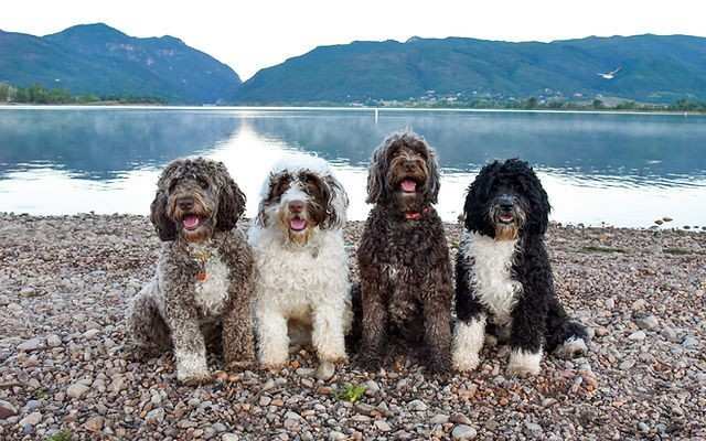 10 Best Family-Friendly Dogs Good for Allergy Sufferers: Tips, Breeds, and Care Advice