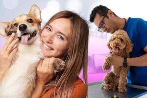 Which Pet Insurance is Best