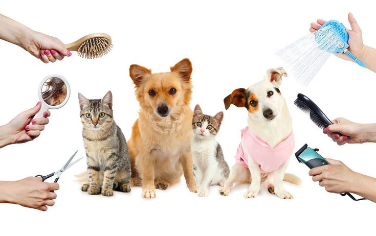 Best Pet Grooming Services Every Owner Must Know