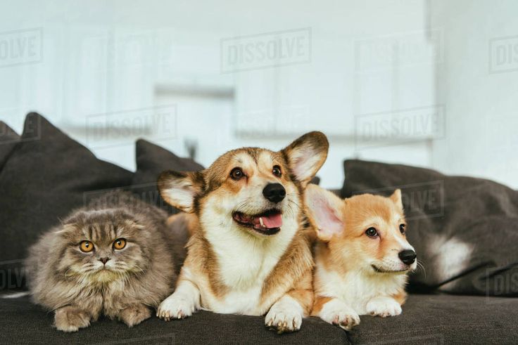 Best Pets Supplies for Must Have Products Loved by Experts