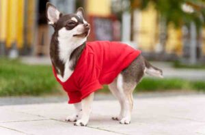 Best Pet Clothing