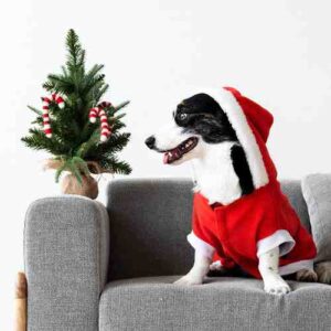 Special Occasion & Festive Pet Clothing