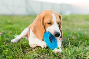 Best Dog Toys for Puppies