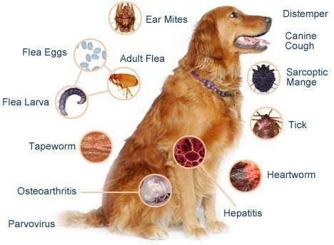 Best Over the Counter Flea Treatments for Pets: Safe and Effective Options