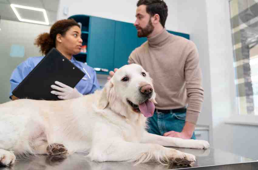 Pets and Vets USA: Expert Guide to Happy & Healthy Pets